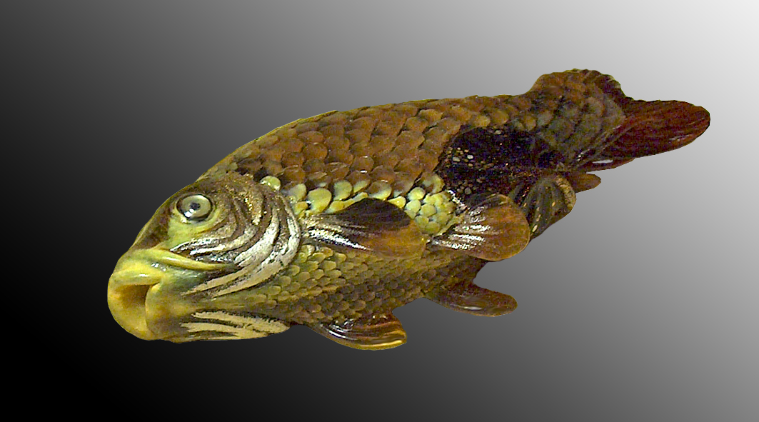 Carp among lotus leaves07